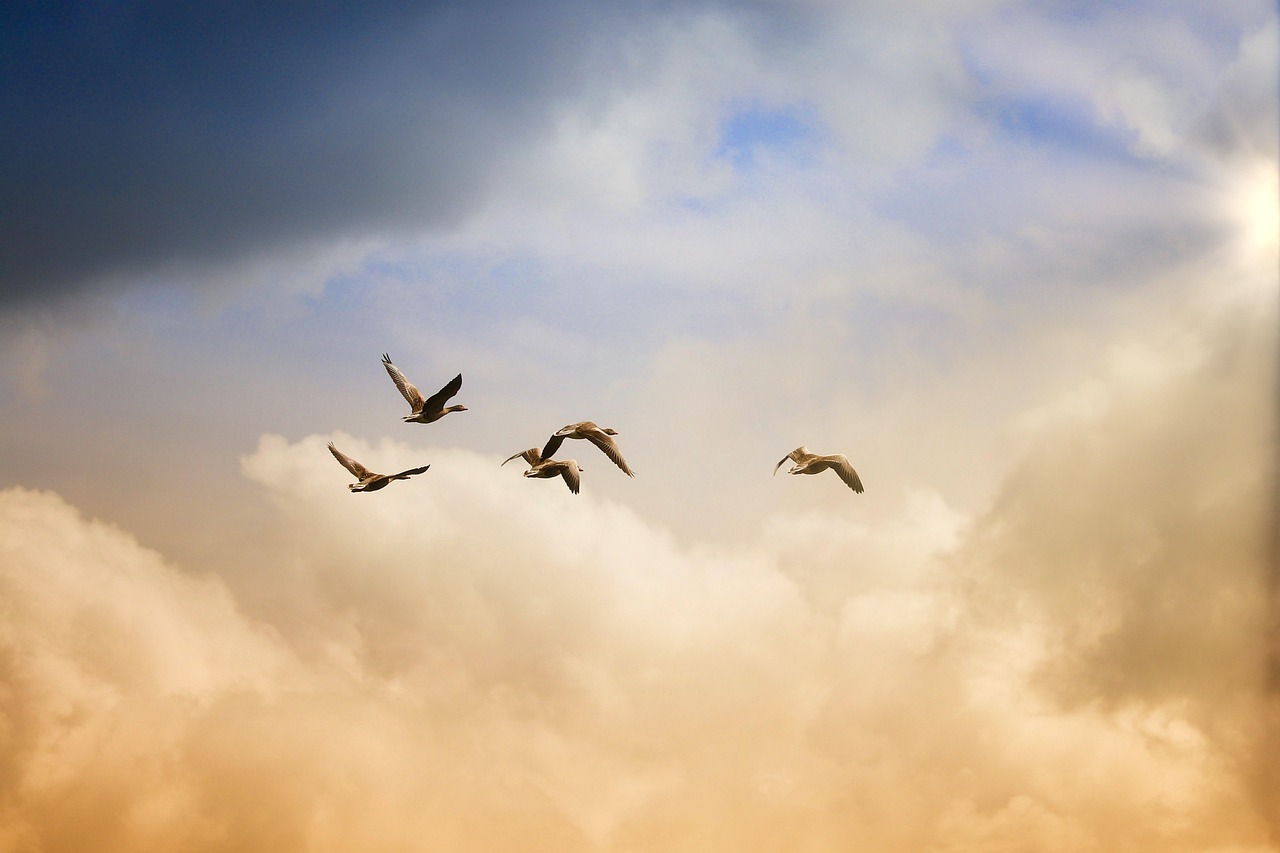 birds, flying, freedom, nature, ducks, heaven, animals, wildlife, sunset